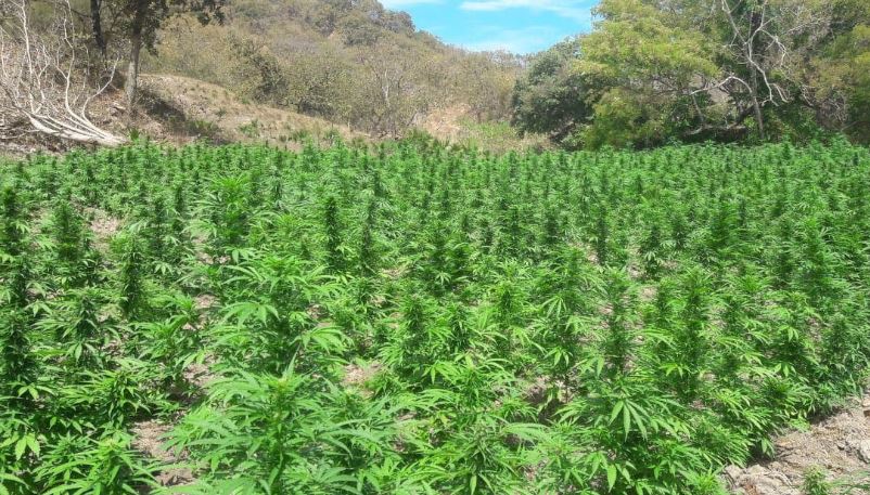 Cuantas plantas de marihuana se pueden tener en españa