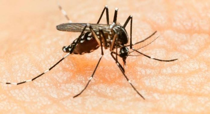 Dengue partidiario criterios felipe cobián imss jalisco