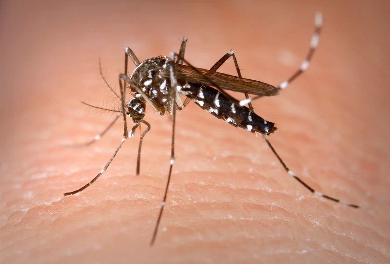 dengue jalisco partidero