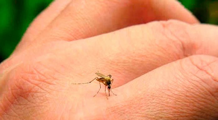 dengue partidero morena fernando petersen salud jalisco