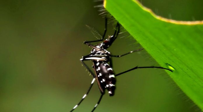 dengue partidero guadalajara jalisco