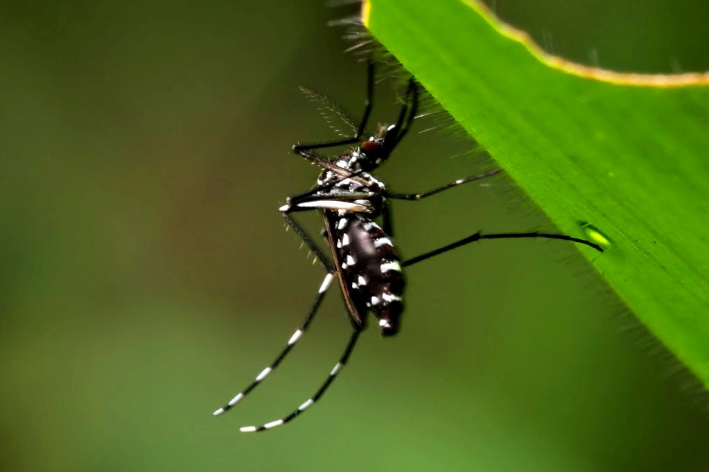 dengue partidero guadalajara jalisco