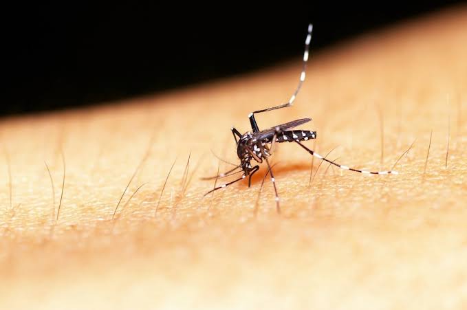 Jalisco suma 329 casos de dengue