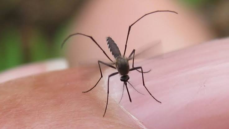 Llega Jalisco a mil 751 casos de dengue; es primer lugar nacional