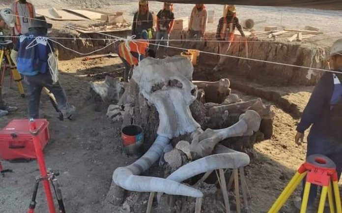 mamuts-santa lucía-partidero-estado de mexico-restos-fósiles
