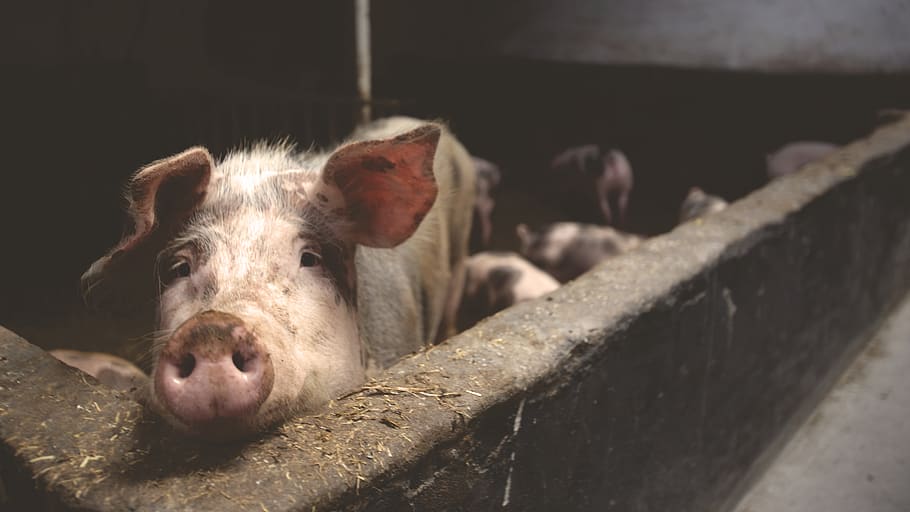 Descubren nueva gripe porcina con “potencial pandémico” en China