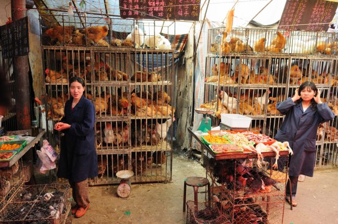 pollo-gripe aviar-partidero-china-h10n3