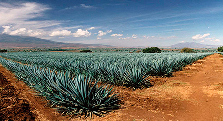 ARA, certificación del cultivo agave-tequila
