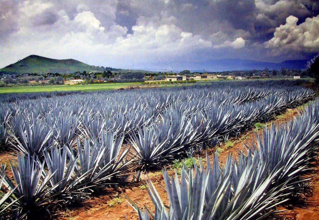 El valor del agave Tequilana Weber y su producción en México Partidero