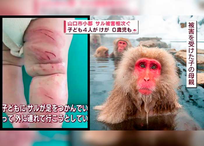 Ataque de monos salvajes deja 42 heridos en Japón