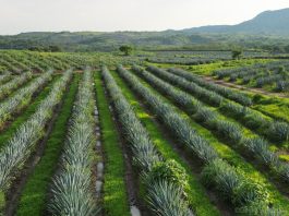 CRT TEQUILA SOSTENIBILIDAD PARTIDERO 2030