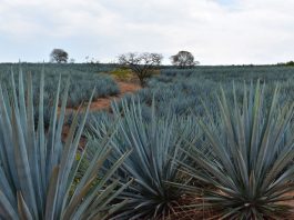 agave partidero certificación convocatoria