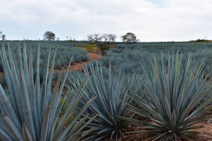 agave partidero certificación convocatoria