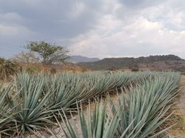 partidero, jalisco, tequilar, crt