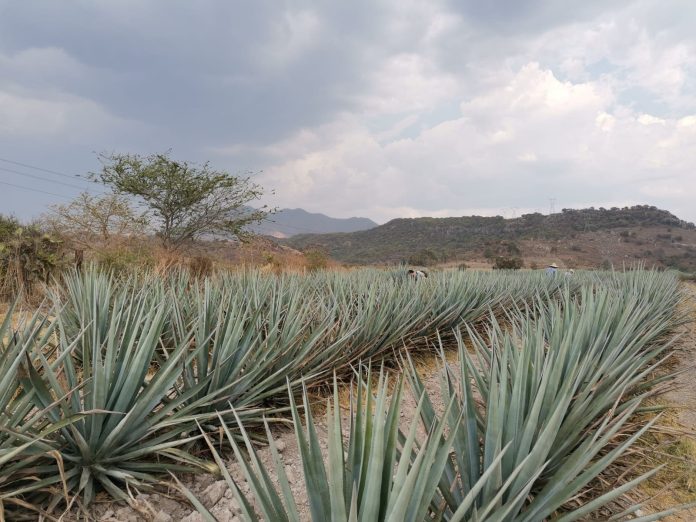 partidero, jalisco, tequilar, crt