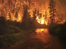 Incendio forestal. Foto: John McColgan, Commons Wikimedia (Archivo).