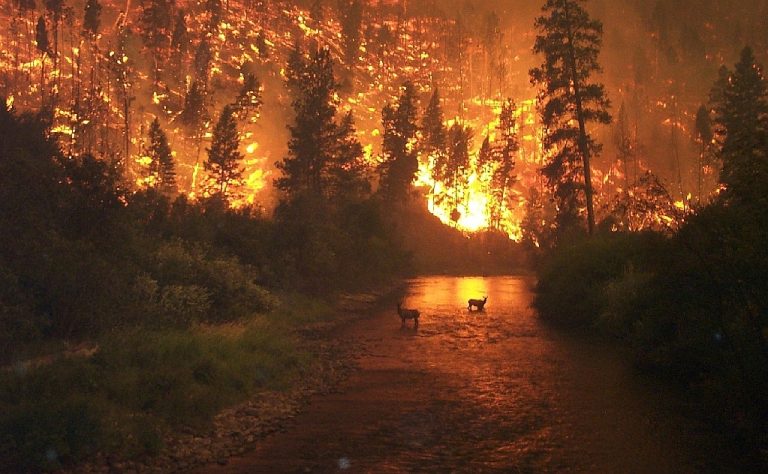 Incendio forestal. Foto: John McColgan, Commons Wikimedia (Archivo).