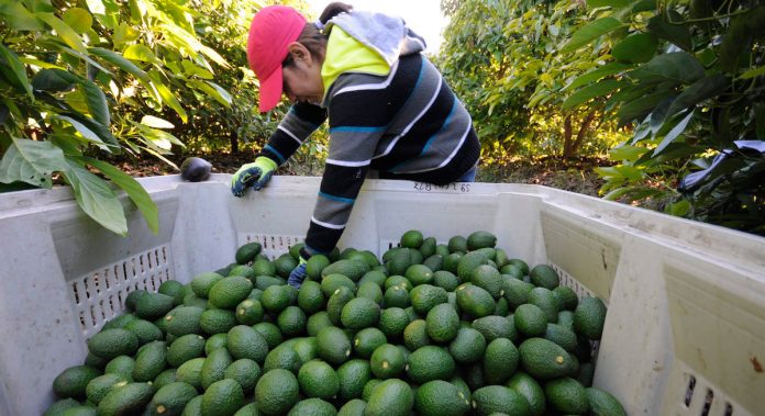 aguacate, agricultores, estados unidos, aranceles