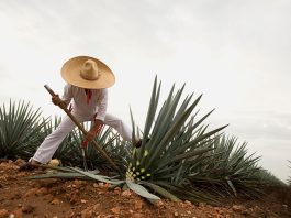 TEQUILA, EXPORTACIÓN