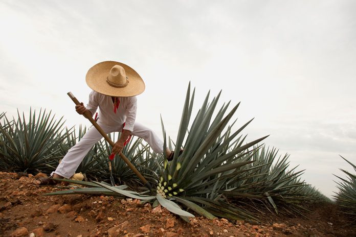 TEQUILA, EXPORTACIÓN