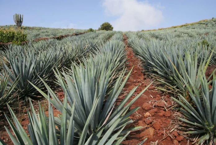 mezcal, partidero, la escamocha