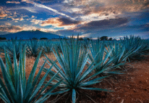 Tequila Lab celebrará el Día Nacional del Tequila con degustaciones, gastronomía y actividades para el público