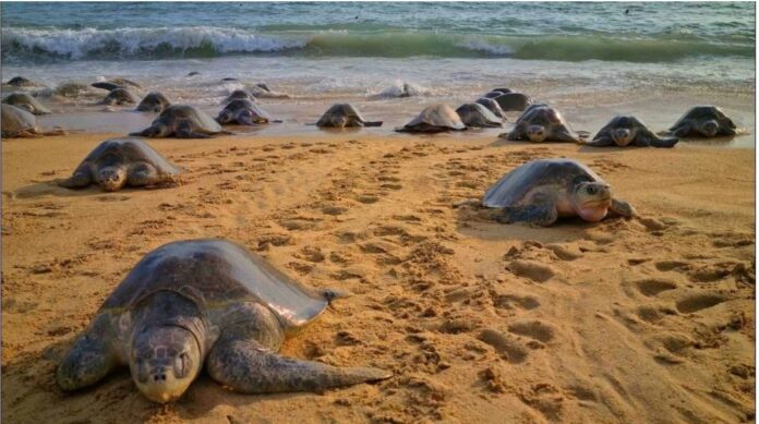 arribo de tortugas a michoacán
