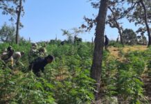 Destruyen más de 42 mil plantas de marihuana en Tequila