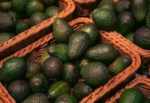 1,500 elementos más de la DEFENSA para resguardo de la zona aguacatera