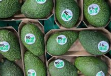 Reanudan exportación de aguacate a EE. UU. en cuatro municipios de Michoacán tras amenazas a inspectores